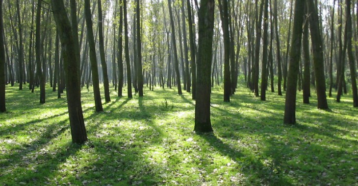Lasy pomogą ograniczyć emisję dwutlenku węgla