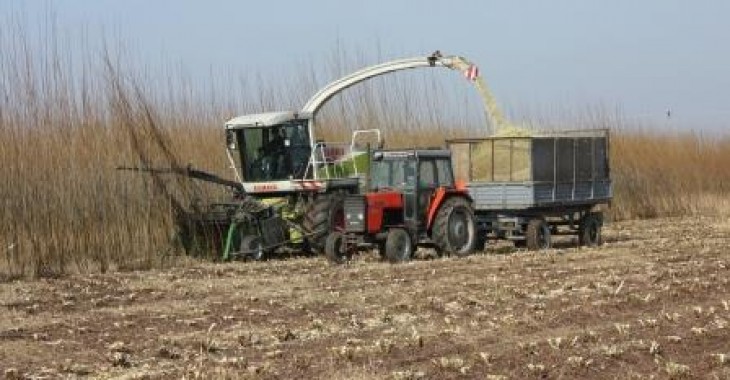 PGNiG TERMIKA pozyska 2000 ton biomasy z własnych plantacji