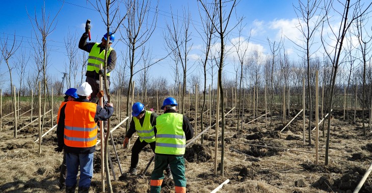 Ponad 640 nowych drzew na terenie Kopalni Turów